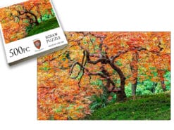 Japanese Maple In Autumn