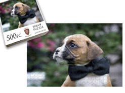 Bow Tie Boxer Puppy
