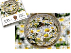 Daisy Spring
