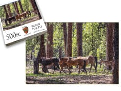 Ochoco Wild Horses