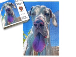 Comet The Great Dane