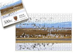 Summer Lake Snow Geese